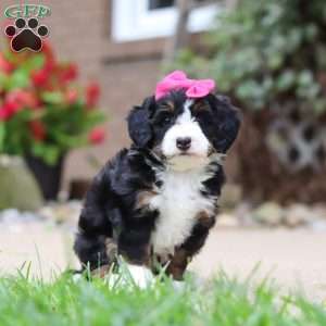 Lemonade, Mini Bernedoodle Puppy